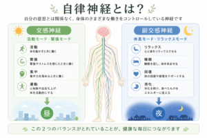 自律神経